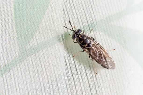 Photo of Black soldier fly (Hermetia illucens)