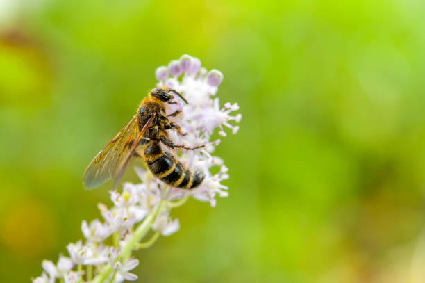 istock Honey bee pollinating a lilac flower 1071722874