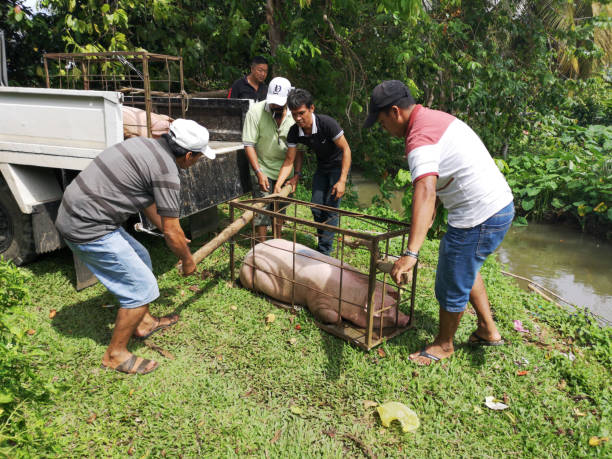 トラジャ民族を処理し、マレーシア ・ サバ州タワウの告別式のためのブタを運ぶします。 - meat handling ストックフォトと画像