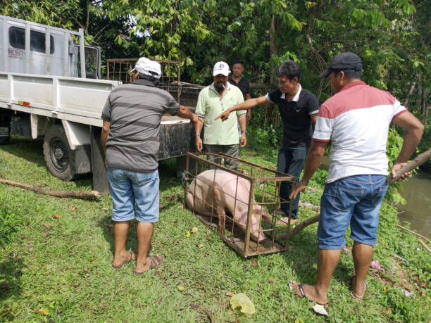 トラジャ民族を処理し、マレーシア ・ サバ州タワウの告別式のためのブタを運ぶします。 - meat handling ストックフォトと画像