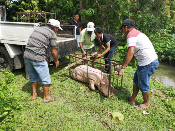 トラジャ民族を処理し、マレーシア ・ サバ州タワウの告別式のためのブタを運ぶします。 - meat handling ストックフォトと画像