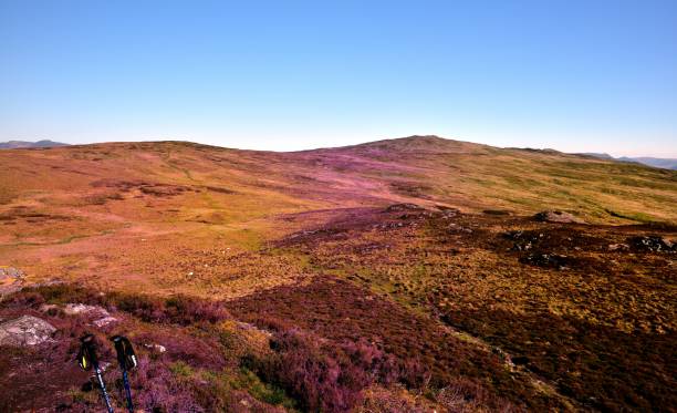 istock The purple heather of Armboth Fell 1071725456