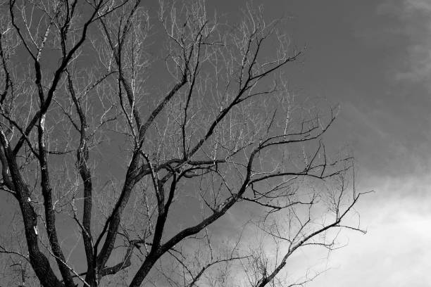 istock Branches of a dried tree in the sun. Dry tree against the dark sky. Sunset. Dead tree. Beautiful dark sky.  Beautiful orange sky at sunset. Art photography landscape. 1071725564