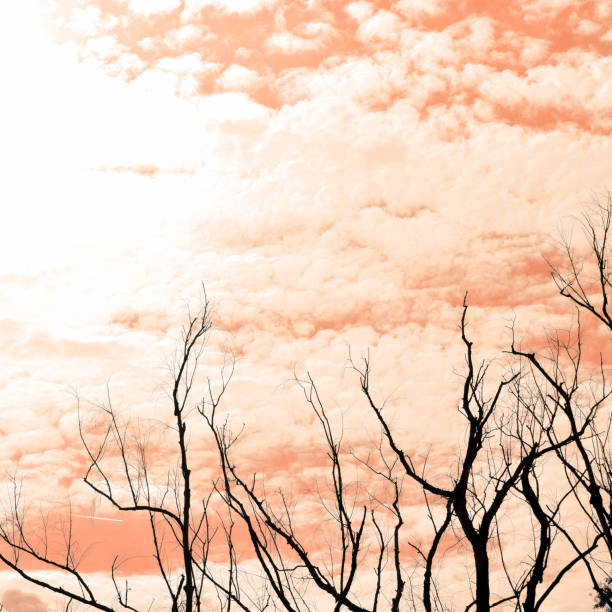istock Branches of a dried tree in the sun. Dry tree against the dark sky. Sunset. Dead tree. Beautiful dark sky.  Beautiful orange sky at sunset. Art photography landscape. 1071725624