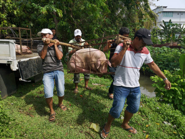 トラジャ民族を処理し、マレーシア ・ サバ州タワウの告別式のためのブタを運ぶします。 - meat handling ストックフォトと画像