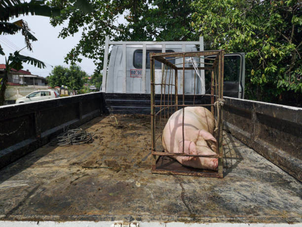 Pig on the iron cage. Pig on the iron cage. berkshire pig stock pictures, royalty-free photos & images