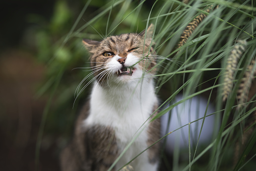 cat eating catgrass