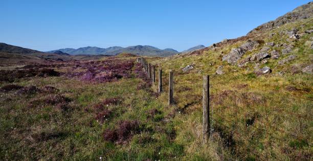 istock Tthe heather and fence of Middle Crag 1071729524