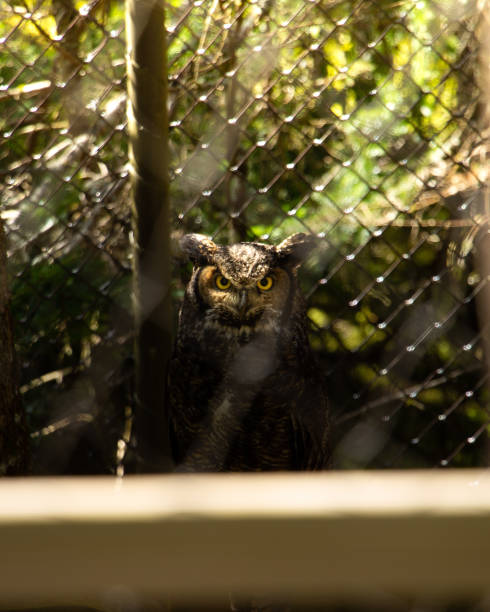 istock Angry Great Horned Owl 1071729902