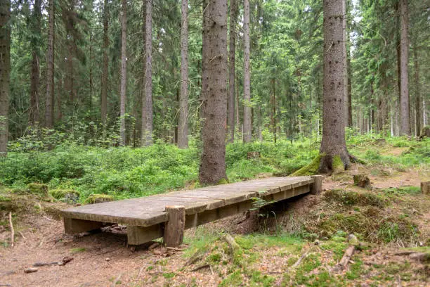 little wooden bridge in the forest in the summer