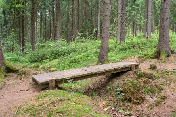 little wooden bridge in the forest in the summer