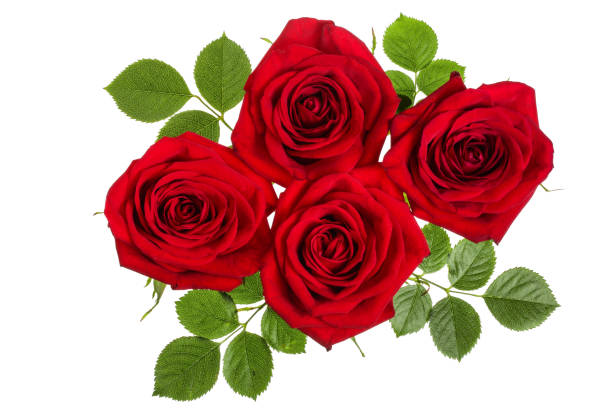 istock beautiful red rose isolated on white background 1071731282