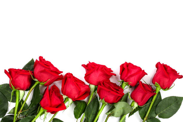 istock beautiful red rose with leaves isolated on white background with copy space for your text. Top view. Flat lay pattern 1071731296