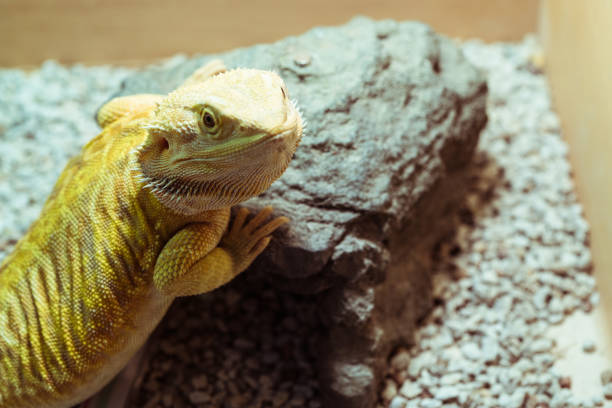 istock closeup picture of a lizard 1071731466