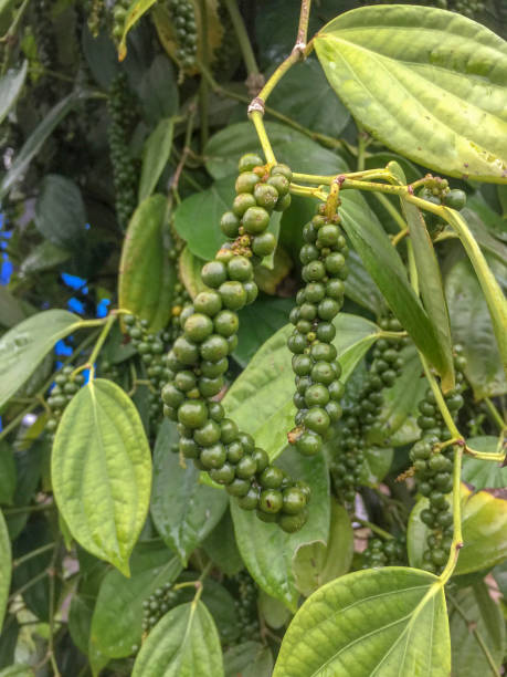 Black pepper or Piper nigrum tree. It is a flowering vine in the family Piperaceae, cultivated for its fruit, which is usually dried and used as a spice and seasoning, known as a peppercorn. stock photo