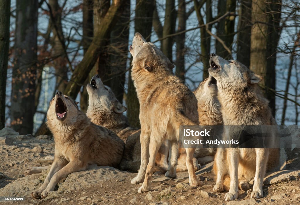 Huilende wolf pack - Royalty-free Wolf Stockfoto