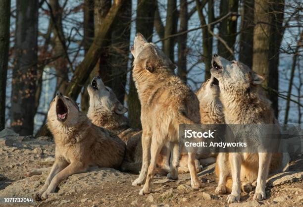 Huilende Wolf Pack Stockfoto en meer beelden van Wolf - Wolf, Huilen - hondachtigen, Jagende dieren