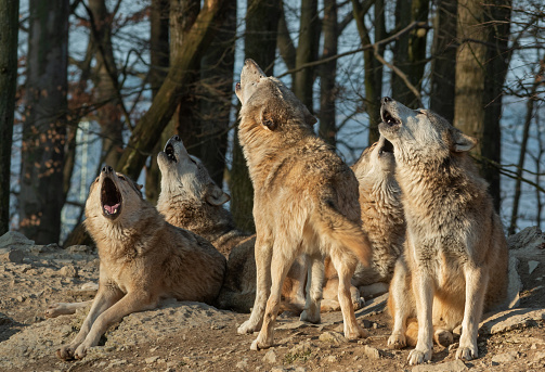 Howling canadian timberwolves in front of a forest.