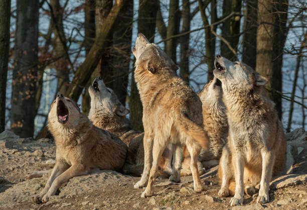 Howling wolf pack Howling canadian timberwolves in front of a forest. howling stock pictures, royalty-free photos & images