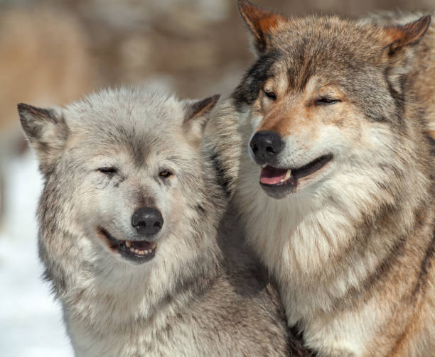 istock Portrait of two canadian timberwolves 1071732046