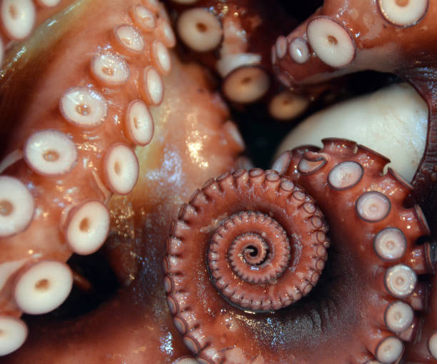 Fresh Octopus at the Tokyo Tsukiji Fish Market