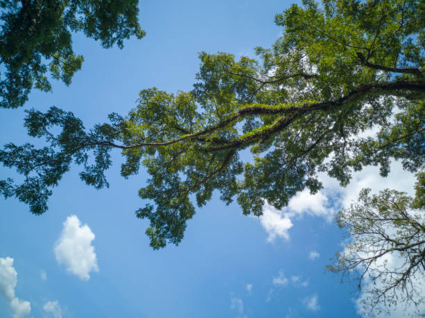 istock Tree branch over blue sky and clouds for background and concept. 1071733264