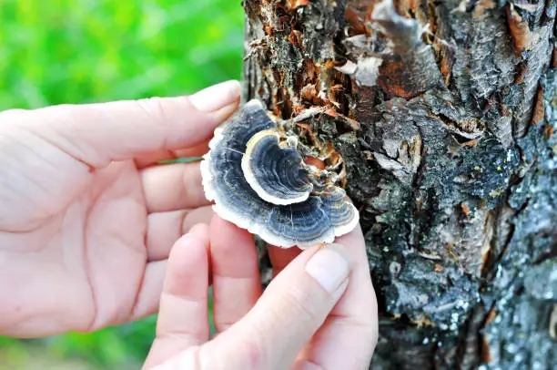 Photo of Woman's hand picking Trametes versicolor mushroom, commonly the turkey tail.Grows on a rotting tree stump. A very medicinal mushroom used in medical research for the purpose of cancer treatment