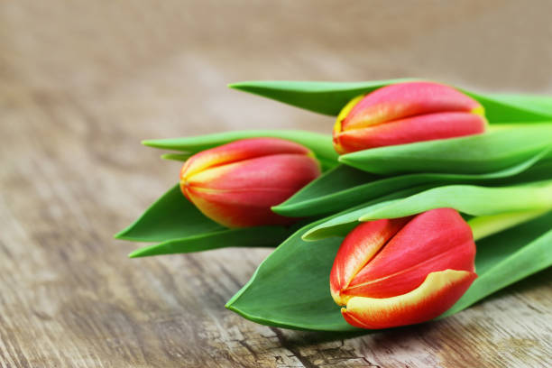istock Three colorful tulips on wooden surface with copy space 1071734030