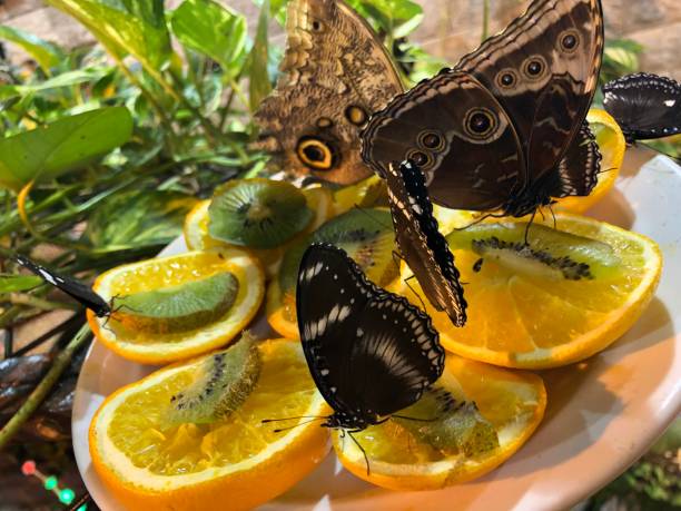 istock Butterfly,Nature,Wildlife,Insect 1071734114
