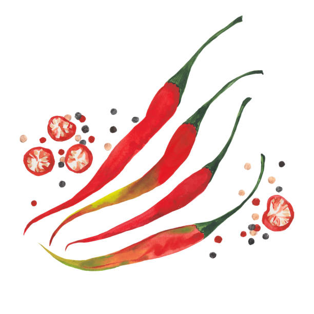 aquarell rote paprika - pepper spice black peppercorn white background stock-grafiken, -clipart, -cartoons und -symbole