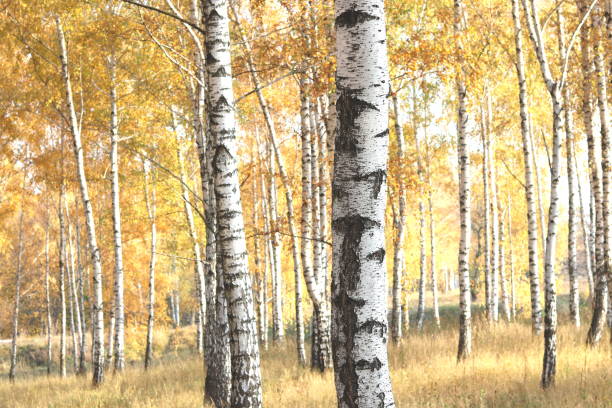 istock beautiful scene with birches in autumn birch forest in november 1071735778