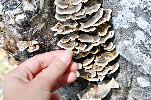 Woman's hand picking Trametes versicolor mushroom, commonly the turkey tail. Grows on a rotting tree stump. A very medicinal mushroom used in medical research for the purpose of cancer treatment