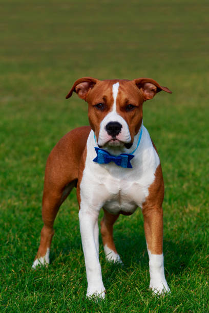 istock Dog breed Staffordshire Terrier 1071737456