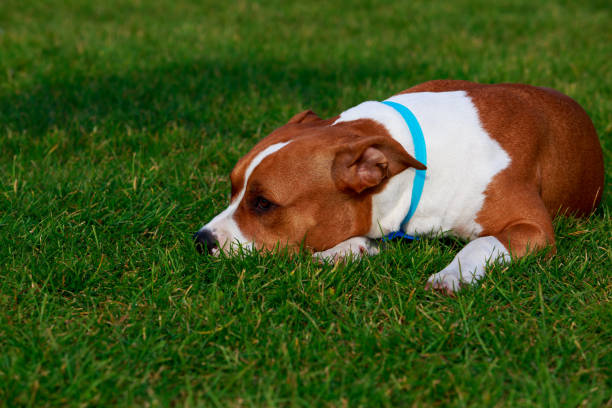 istock Dog breed Staffordshire Terrier 1071737478