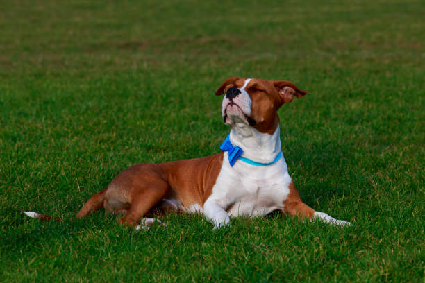 istock Dog breed Staffordshire Terrier 1071737514