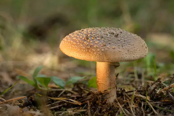 Amanita rubescens. The blusher is very toxic  basidiomycete fungus. Poisonous mushroom, natural environment background