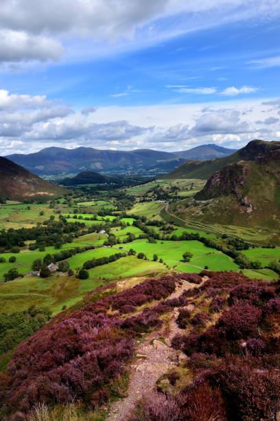 istock The purple heather of Scope End 1071738024