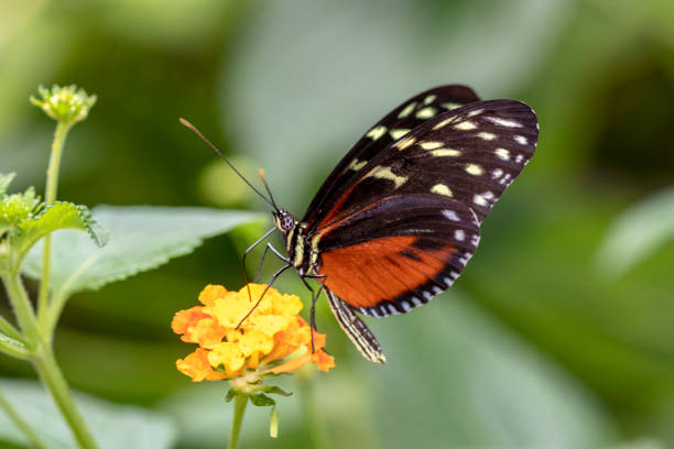 istock Butterfly Heliconius hecale on a flower 1071738348