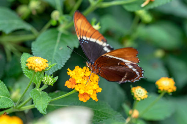 istock Female butterfly Danaid Eggfly. Hypolimnas misippus on a flower 1071739752