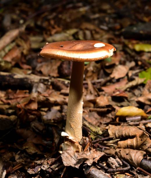 istock Autumn Fruiting Fungi 1071739826