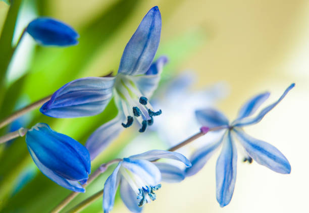 黄色の背景で選択的なソフト フォーカスに青い春 scilla siberica の柔らかい花のクローズ アップ - flower head botany florist forest ストックフォトと画像