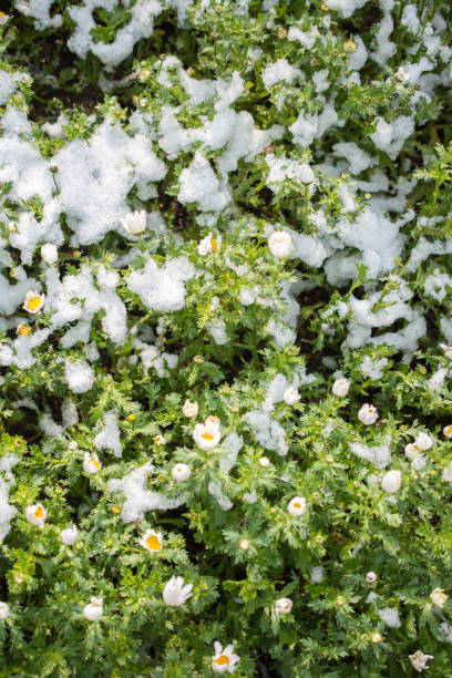 early flowers oof the spring under snow - oof imagens e fotografias de stock