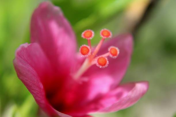 istock pink hibiscus flower 1071742388