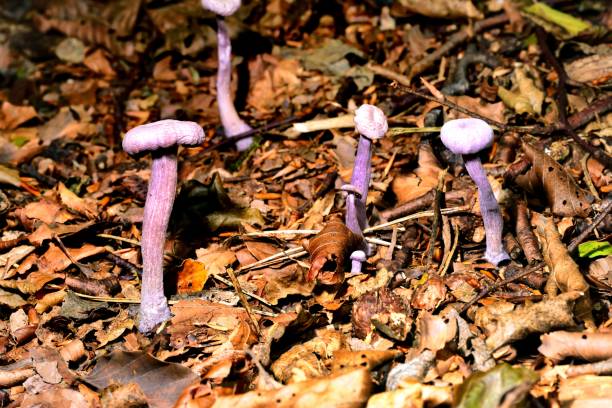 istock Autumn Fruiting Fungi 1071742402