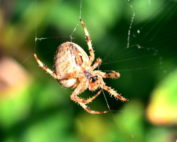 istock Garden Spider in the autumn garden 1071742530