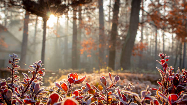 крупным планом листья барбарис покрыты утренним морозом - frost стоковые фото и изображения
