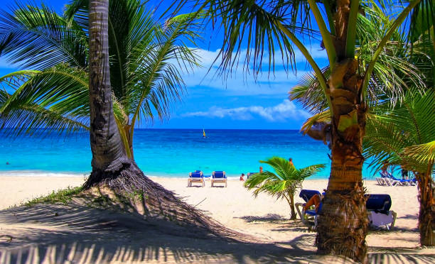 istock Tropical Beach View Palm Trees On A Sunny Day 1071744522