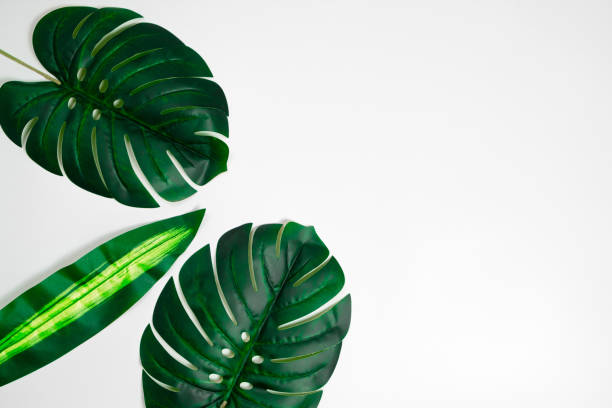 istock Tropical palm leaves Monstera on white background. Flat lay. Top view minimal concept. 1071744548