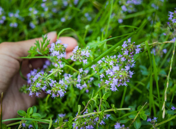 istock The flowers of thyme. 1071744812