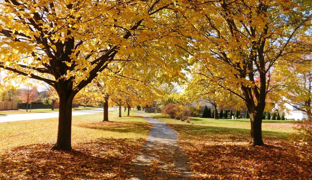 istock Deciduous Trees In Autumn Along The Sidewalk On A Sunny Day 1071744844